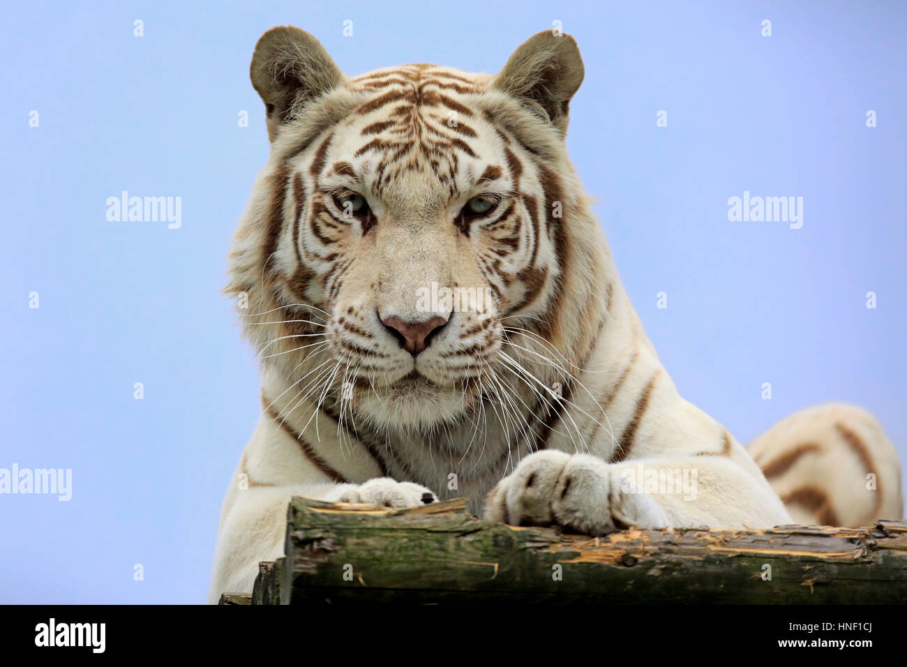 Tigre de l'Inde, forme blanche, (Panthera tigris tigris), portrait adultes, en Asie Banque D'Images