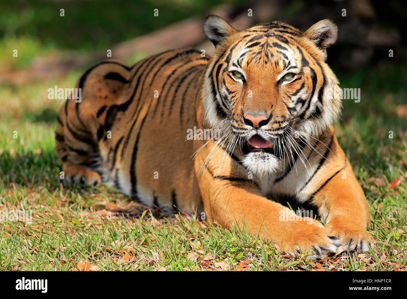 Tigre de l'Inde, (Panthera tigris tigris), l'Inde, l'Asie, des profils portrait repos Banque D'Images Tigre de l'Inde, (Panthera tigris tigris), l'Inde, l'Asie, des profils portrait repos Banque D'Images