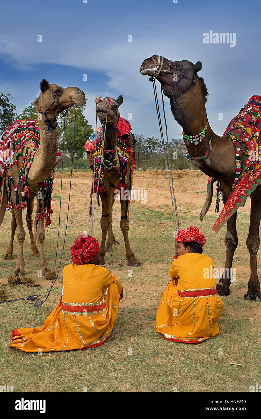 Dromadaire chameau, chameaux, dromadaires, éléphants,pendant le Festival Jaipur, Rajasthan, Inde Banque D'Images