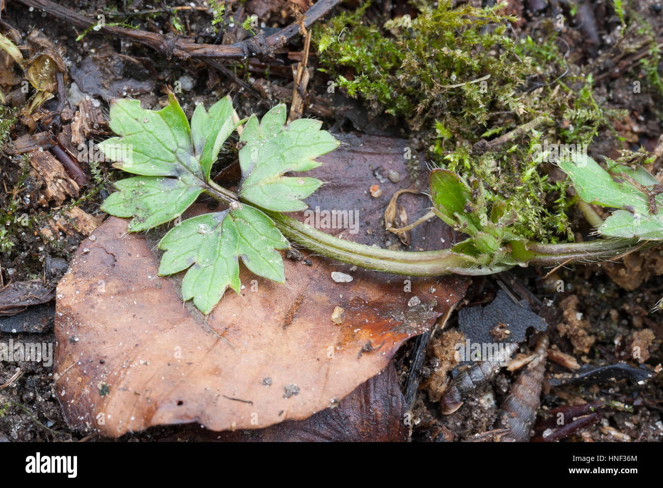 Hahnenfuß Kriechender, Blatt, Blätter vor der Blüte, Hahnenfuss Ranunculus repens, renoncule rampante, Banque D'Images