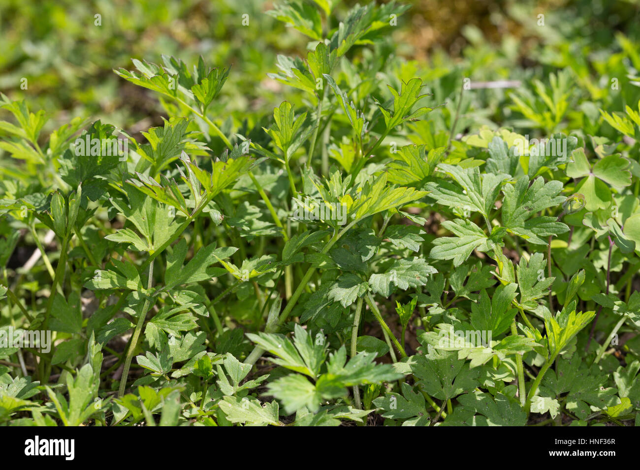 Hahnenfuß Kriechender, Blatt, Blätter vor der Blüte, Hahnenfuss Ranunculus repens, renoncule rampante, Banque D'Images