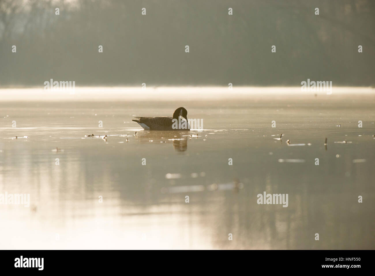 Une bernache du Canada flotte sur l'eau calme comme le soleil du matin brille par derrière avec une partie de la vapeur qui pèsent sur l'eau. Banque D'Images