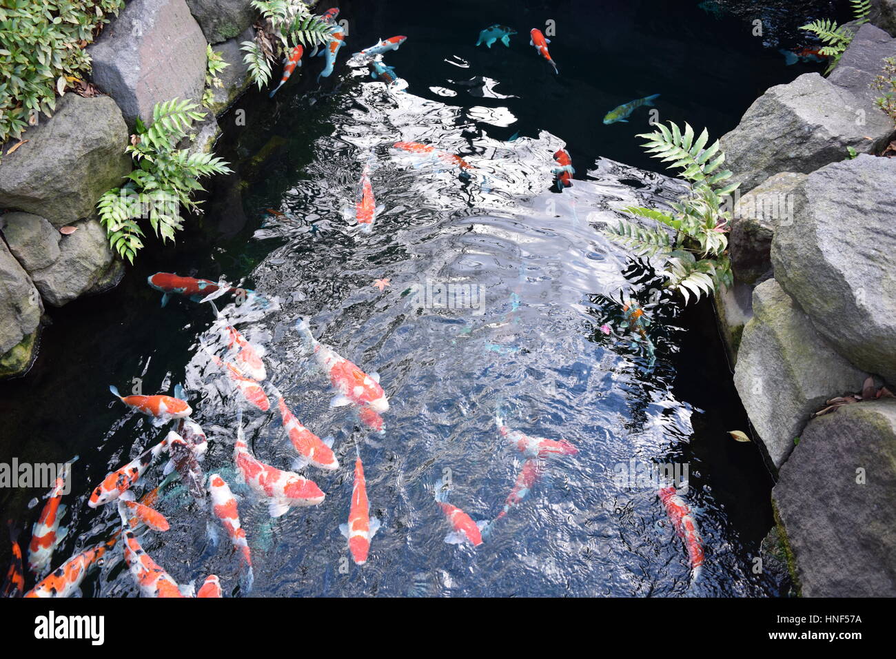 Le jardin japonais et bassin à koi Banque D'Images