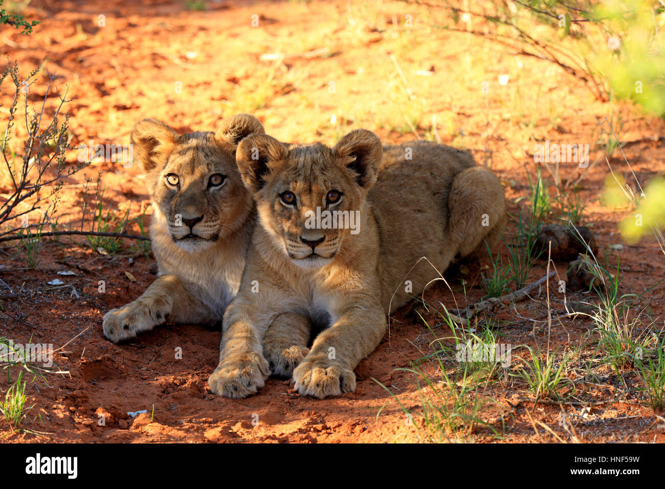 Lion (Panthera leo), deux petits vieux de quatre mois, alerte Kuruman, Kalahari, Northern Cape, Afrique du Sud, l'Afrique Banque D'Images