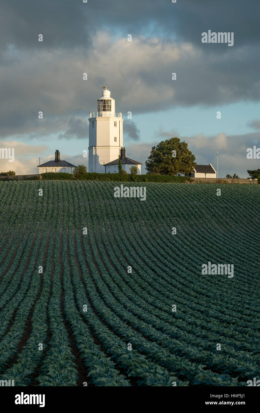North Foreland Lighthouse à Broadstairs, Kent derrière les lignes de champ de choux. Banque D'Images