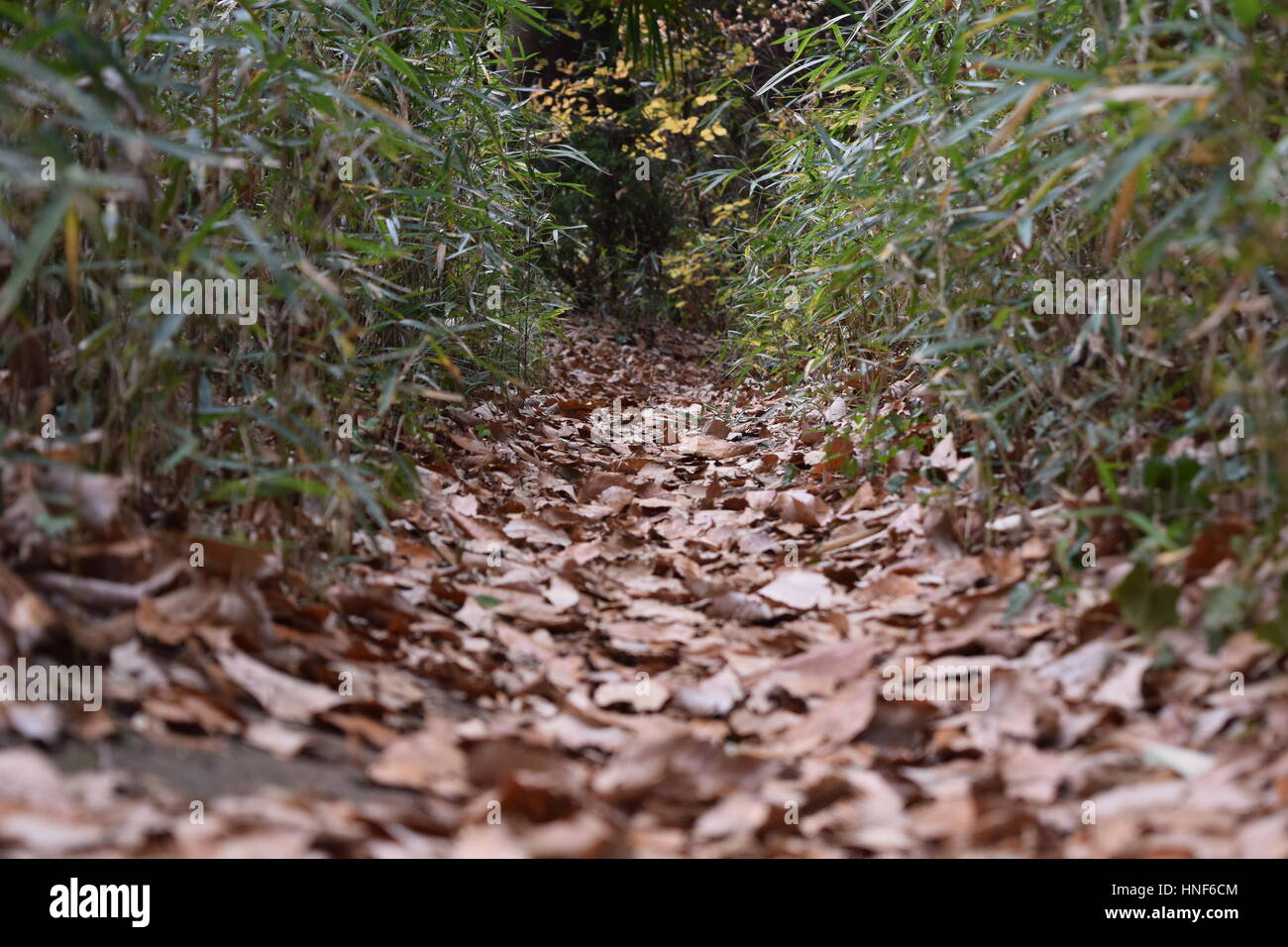 Sol forestier Road Banque D'Images