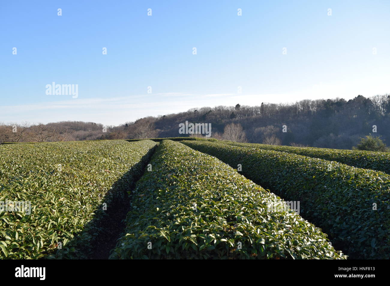 La plantation de thé farm Banque D'Images