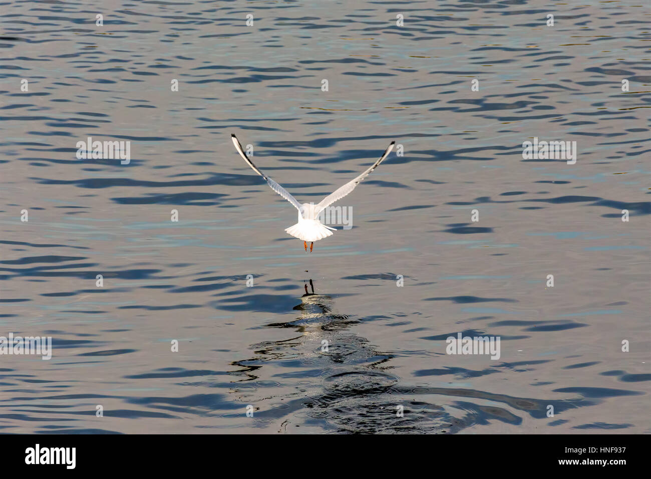 Swan Landing, francs shot Banque D'Images