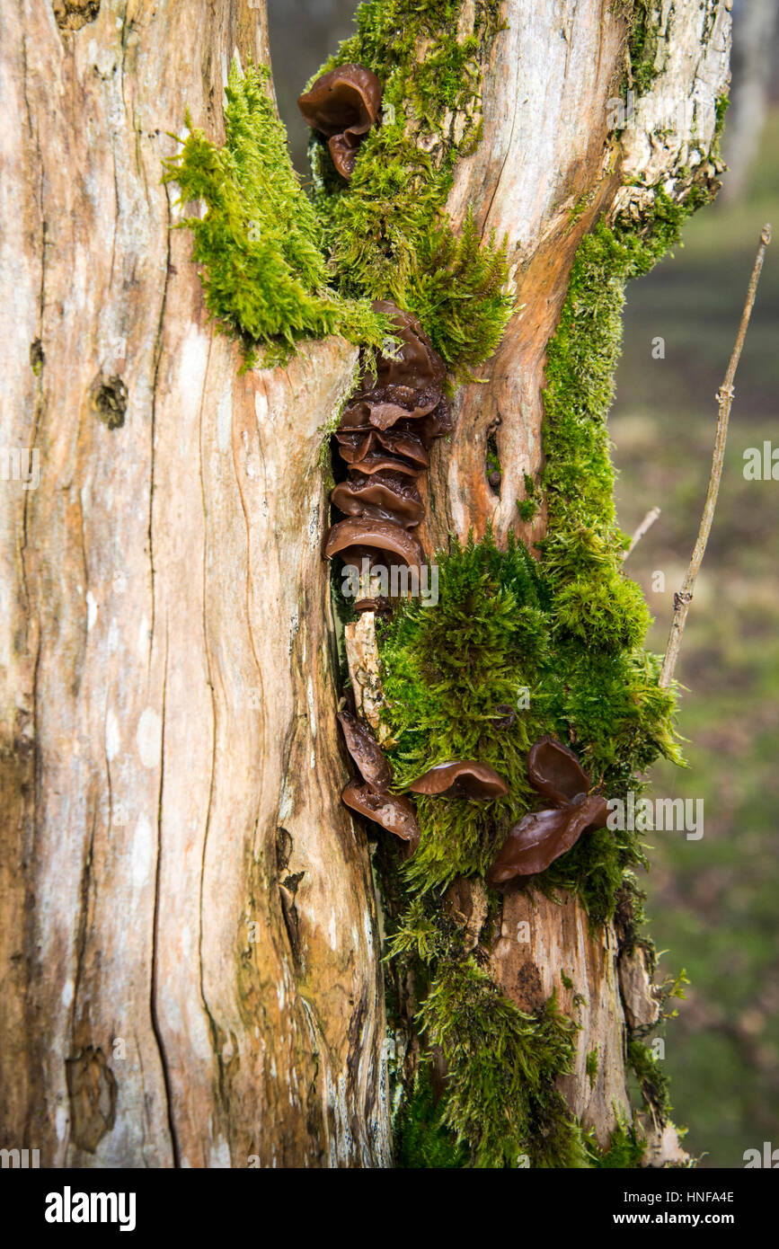 Jelly champignon oreille (Auricularia auricula-judae), également connu sous le nom de l'oreille de juif ou de l'oreille de Judas, poussant sur un arbre mort Banque D'Images