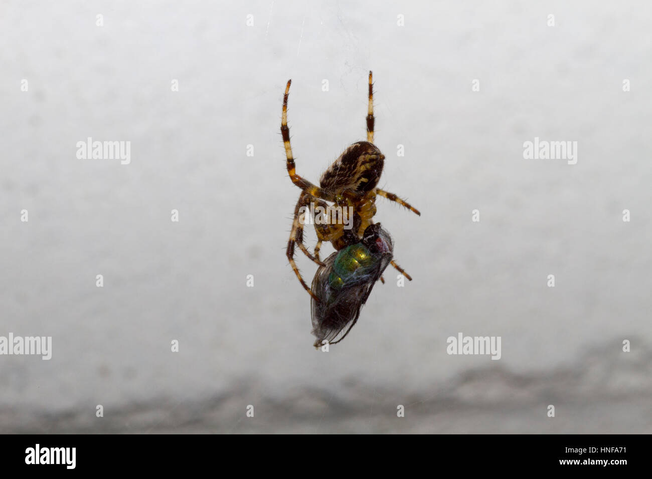 Jardin araignée avec les proies Banque D'Images