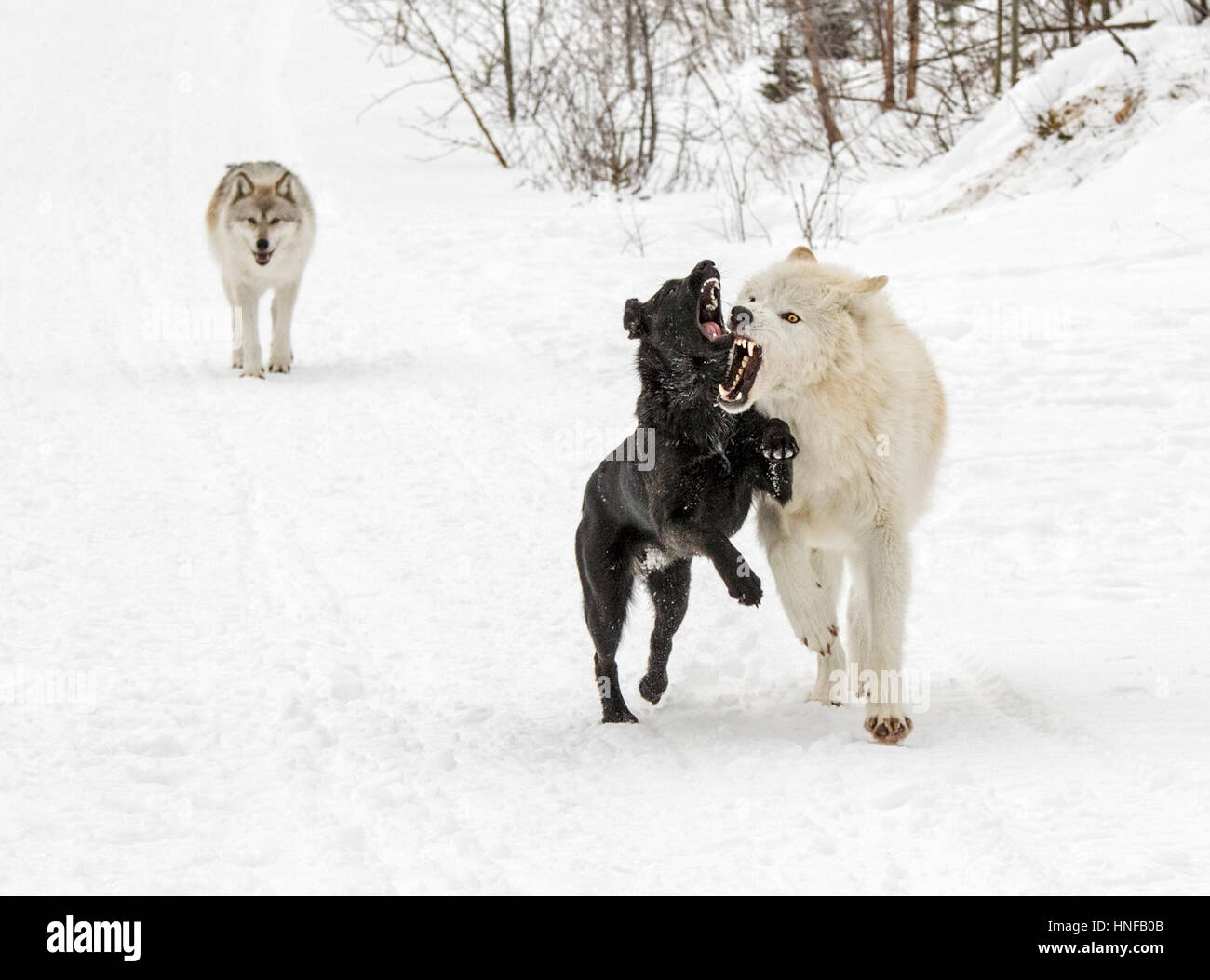 Le loup gris ; Canus lupus ; jouant avec Australian Kelpie chien ; British Columbia, Canada Banque D'Images