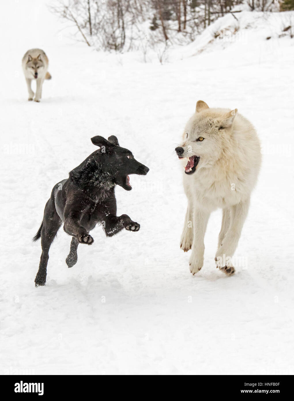 Le loup gris ; Canus lupus ; jouant avec Australian Kelpie chien ; British Columbia, Canada Banque D'Images