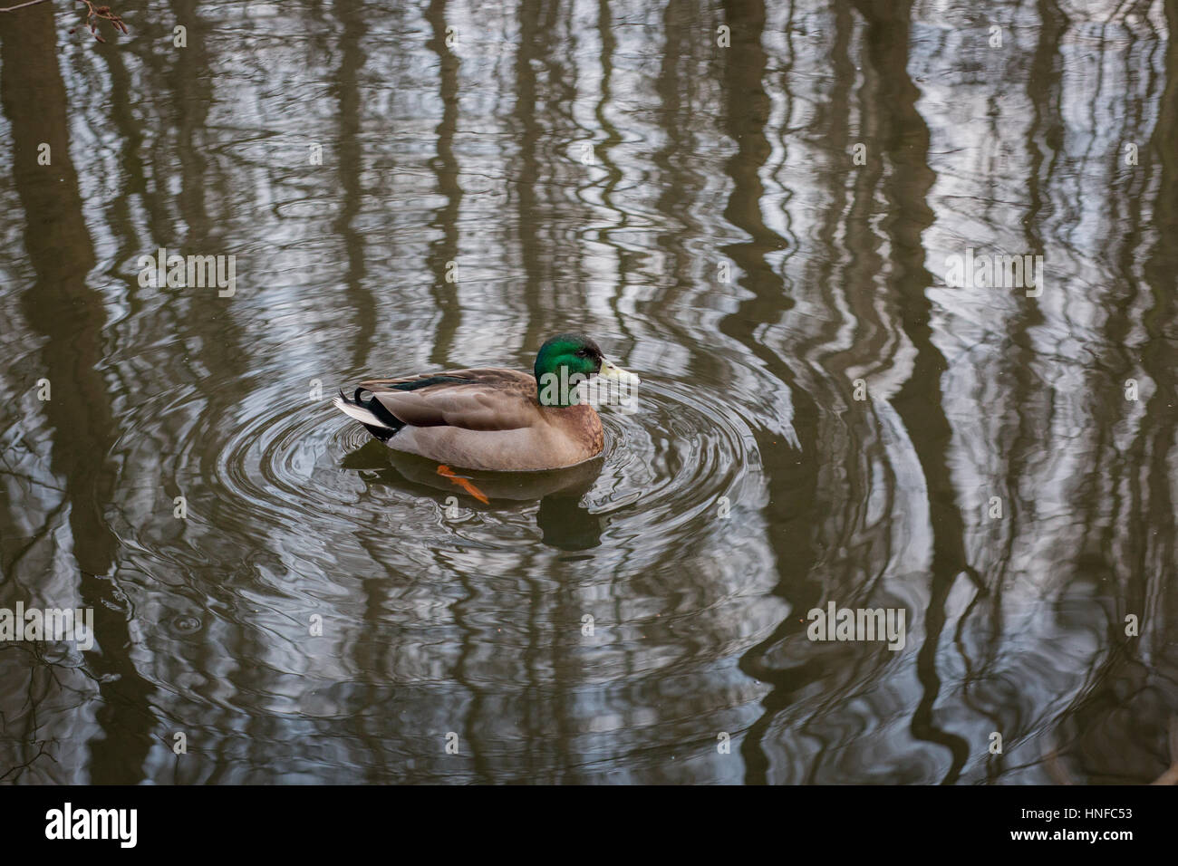 Canard de l'étang Banque D'Images