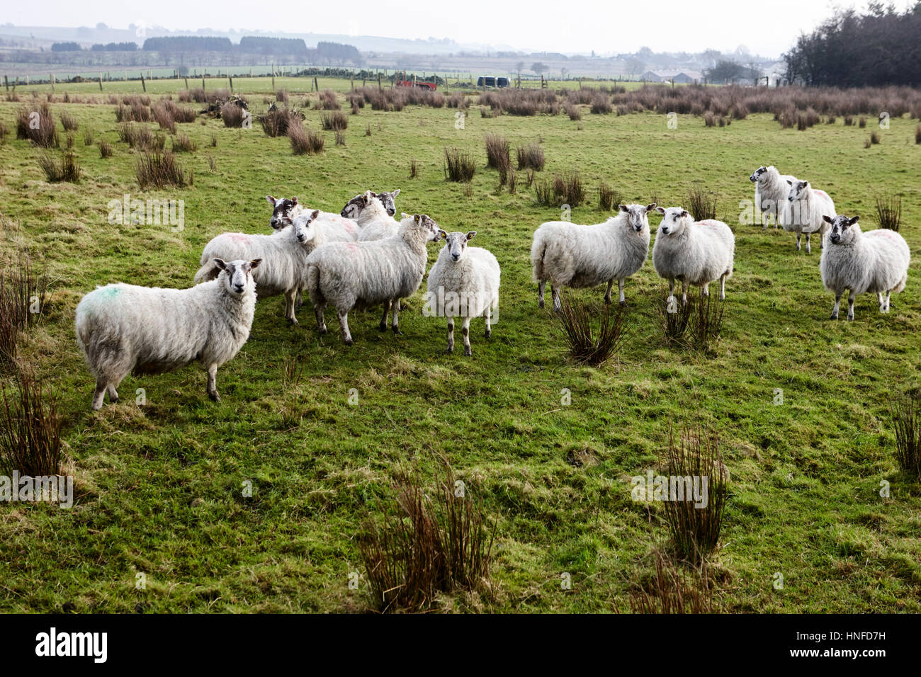 Troupeau de moutons dans un champ ballymena, comté d'Antrim, en Irlande du Nord, Royaume-Uni Banque D'Images