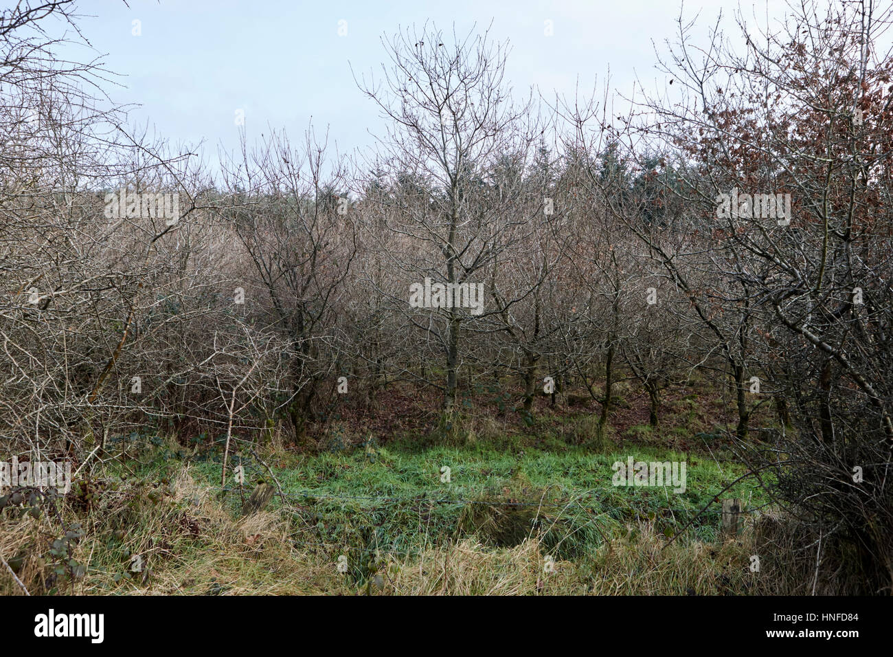 Divers arbres d'écran sur le côté au vent de petite parcelle de bois d'épinette de sitka evergreen ballymena, comté d'Antrim, en Irlande du Nord, Royaume-Uni Banque D'Images