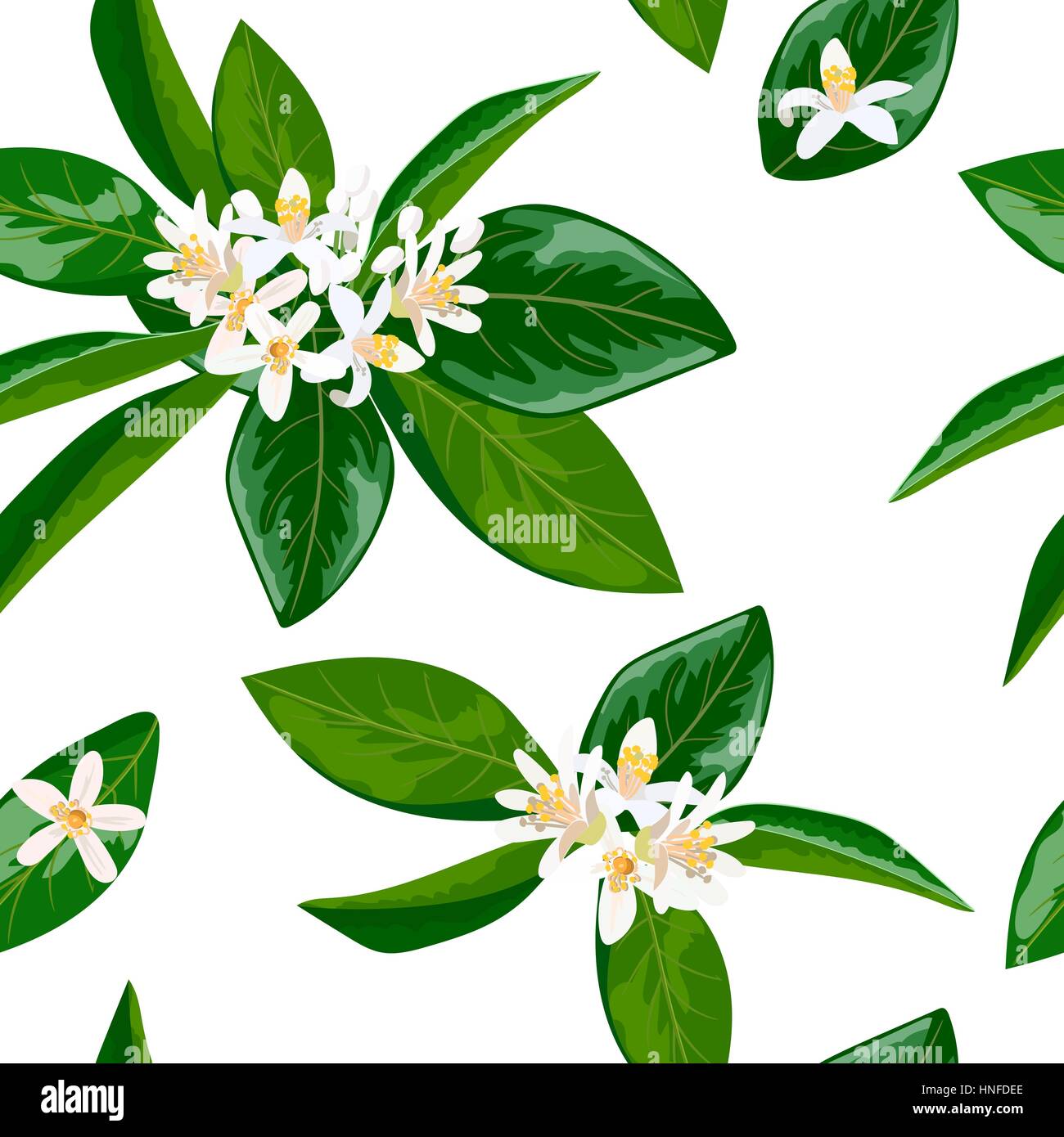 Thème néroli. fleur d'orange, motif transparent vector les fleurs et les feuilles. Lumineuses et vives. pour la décoration, les cosmétiques, estampes, textile, bannières, texti Illustration de Vecteur