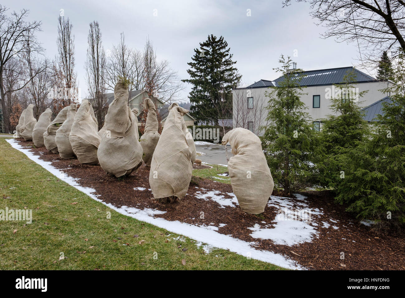 Evergreens enveloppés de toile de jute / Sacs / tissu jute pour protéger du froid, le gel et le gel pendant l'hiver dans la région de London, Ontario, Canada. Banque D'Images