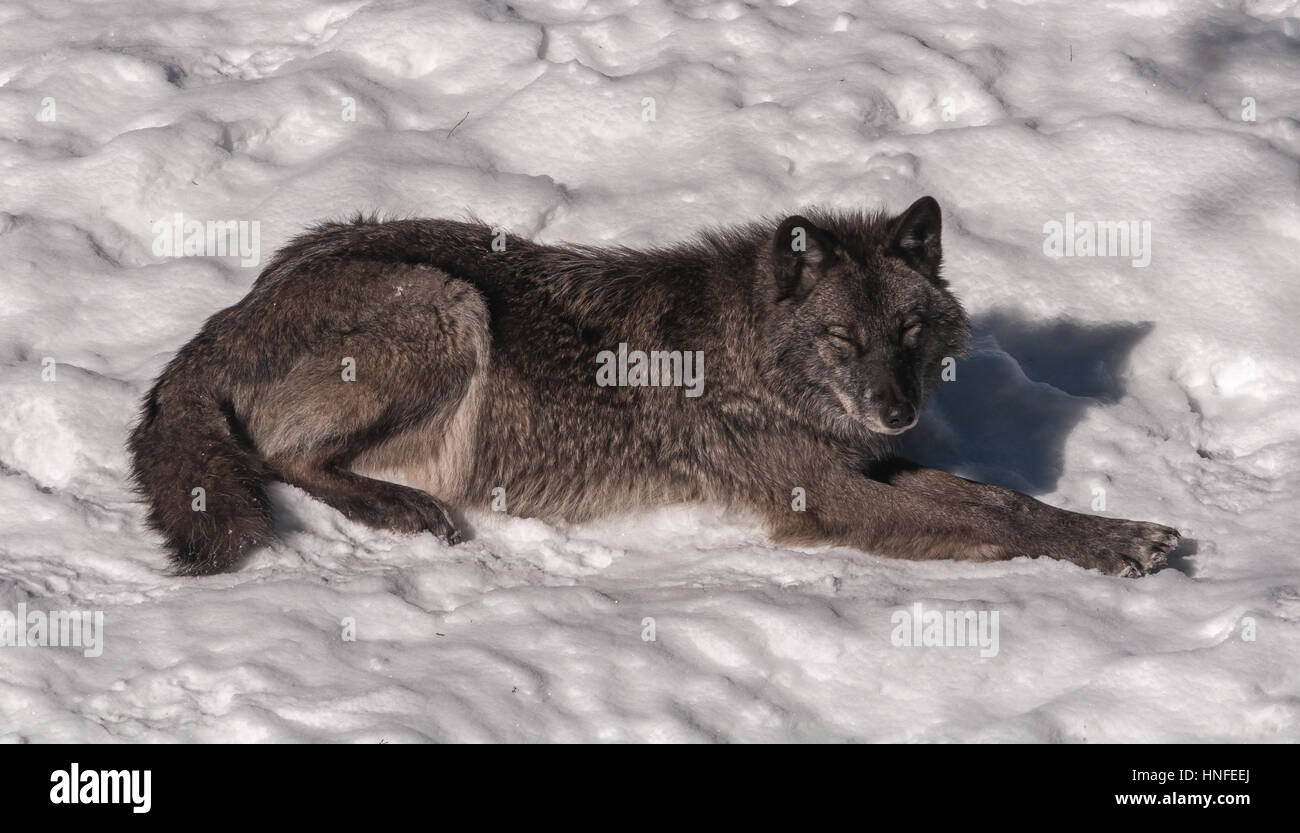 Black Fox dans la neige Banque D'Images