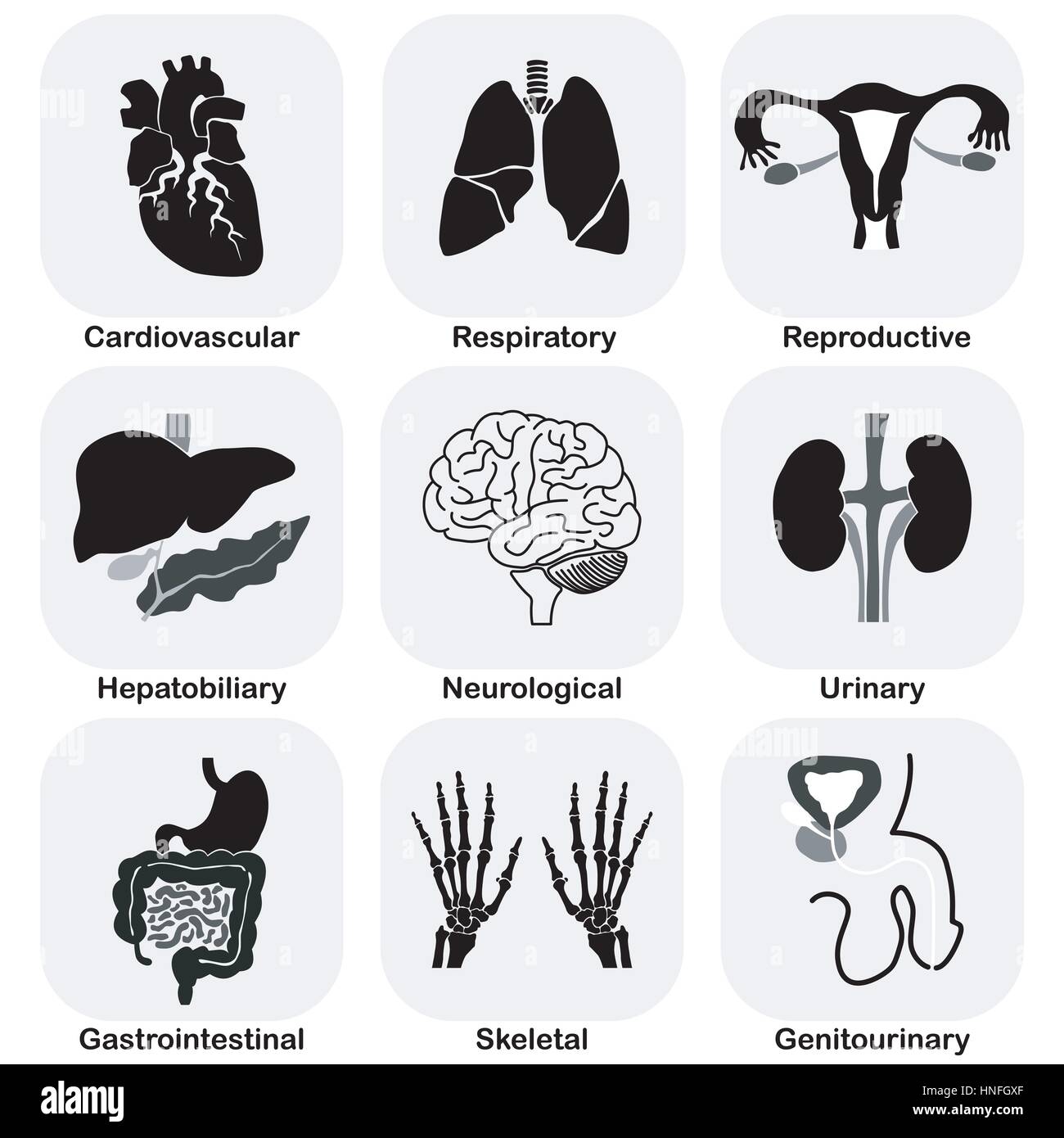 Collection d'organes internes (système humain) Illustration de Vecteur