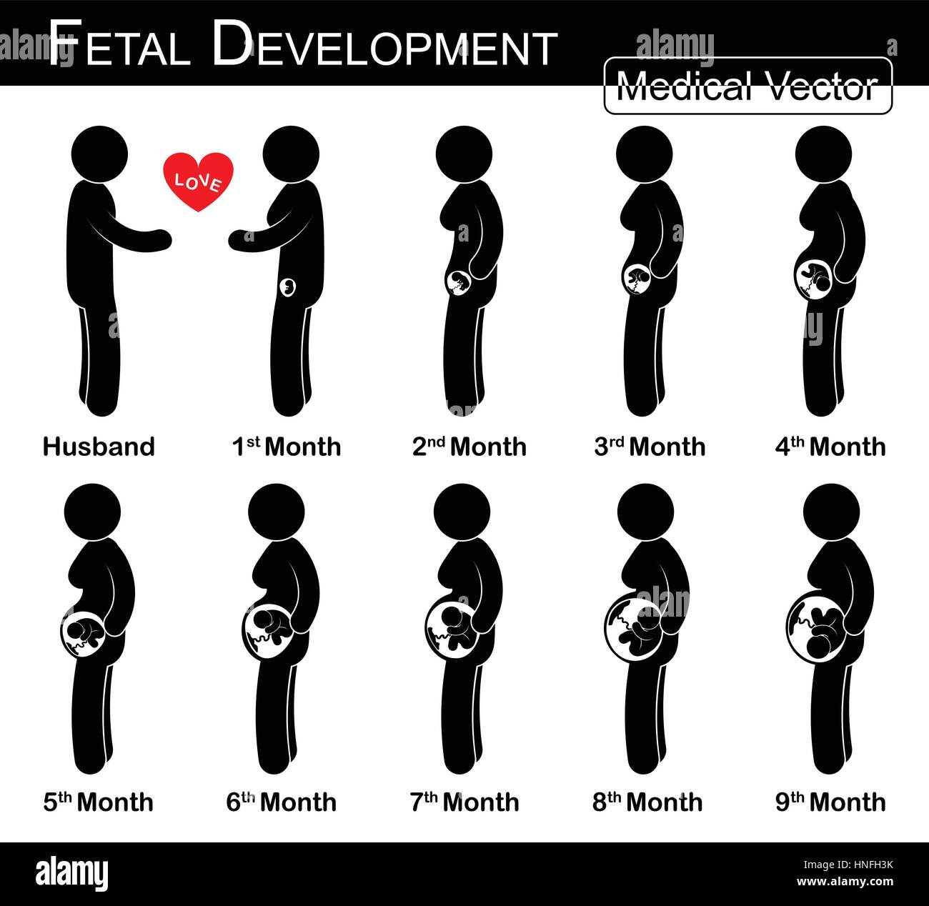 Le développement du foetus ( femme enceinte et la croissance fœtale dans utérus )( )( étape par étape de la science et des soins médicaux , concept )( mari et femme concept )( Illustration de Vecteur