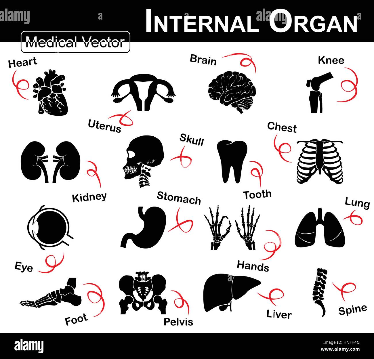 L'icône d'organes internes (coeur , utérus utérus ( ), le cerveau , genou , rein , crâne , cou , dent , POITRINE , eye , estomac , mains , poumon , pied , , pelvien l Illustration de Vecteur