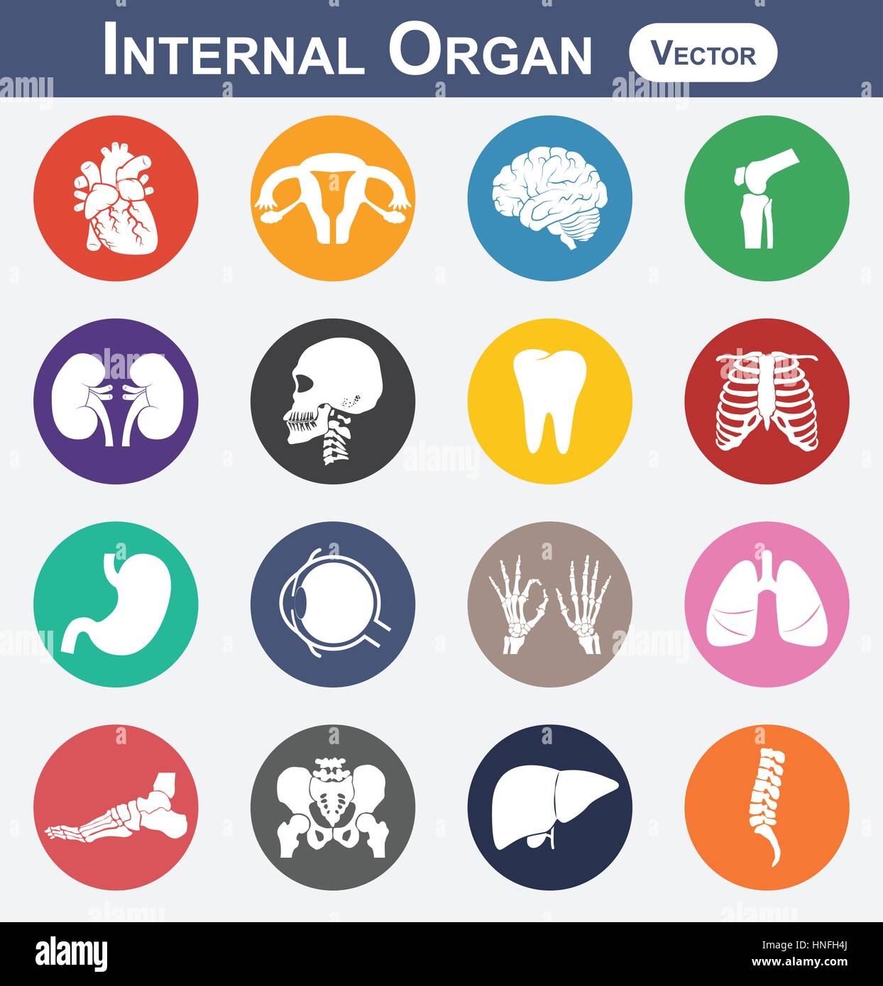 L'icône d'organes internes (coeur , utérus utérus ( ), le cerveau , genou , rein , crâne , cou , dent , POITRINE , estomac , eye , mains , poumon , pied , , pelvien l Illustration de Vecteur