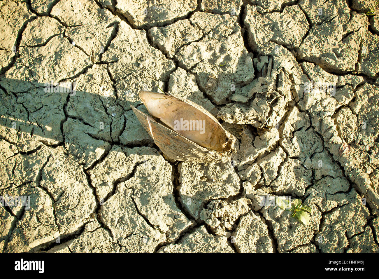 Shell sur la rivière rivière à sec pendant la saison sèche, bas Margaritifera auricularia Banque D'Images