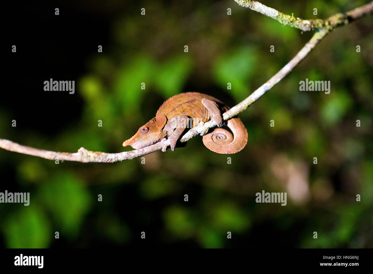 Caméléon en parc national de Ranomafana à Madagascar. Madagascar abrite — free download