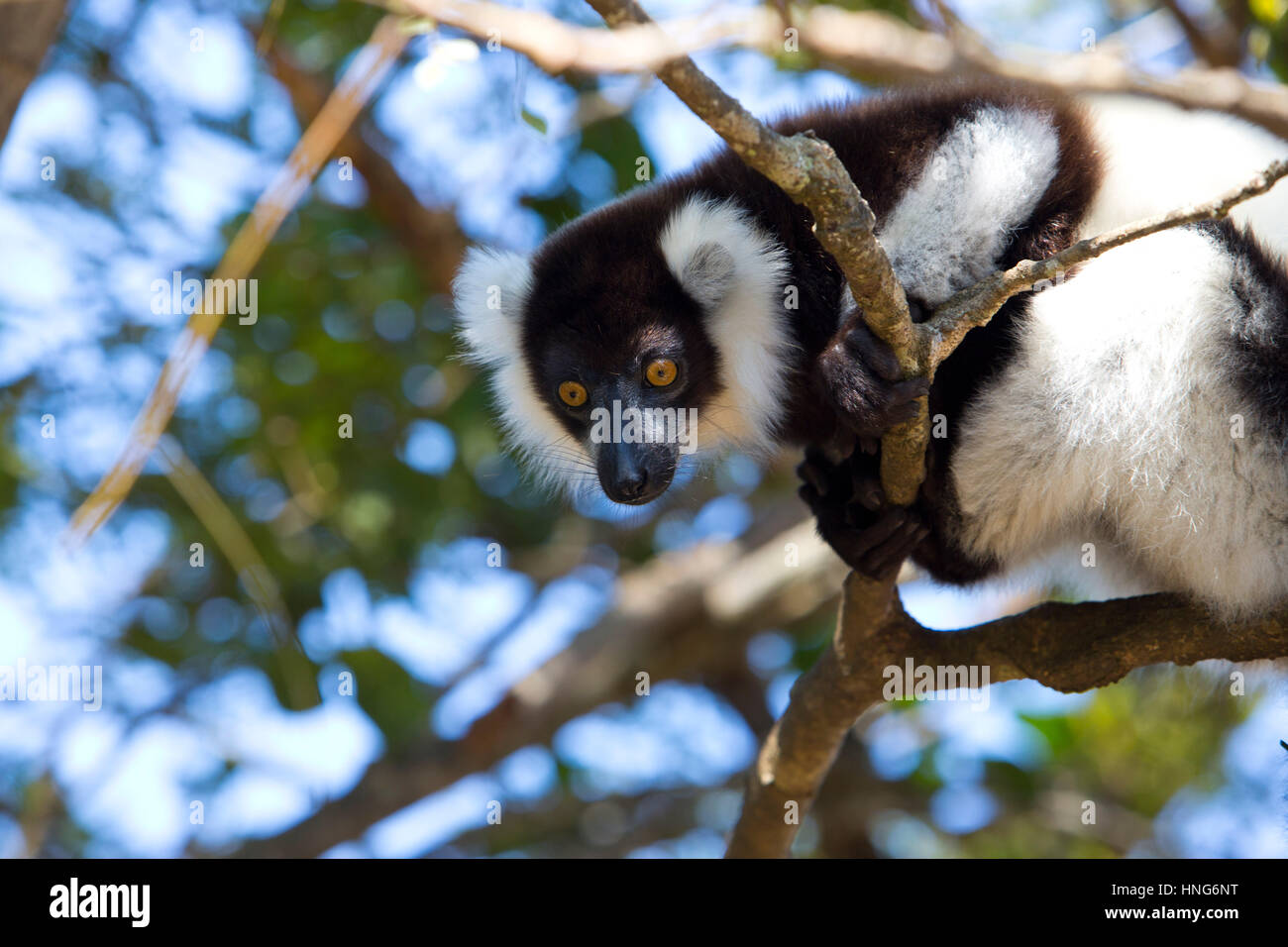 L'Indri est le plus grand des lémuriens vivant. Le noir et blanc en couleur, l'Indri est célèbre pour son gémissement étrange qui sonne un peu comme le chant d'un rorqual à bosse Banque D'Images