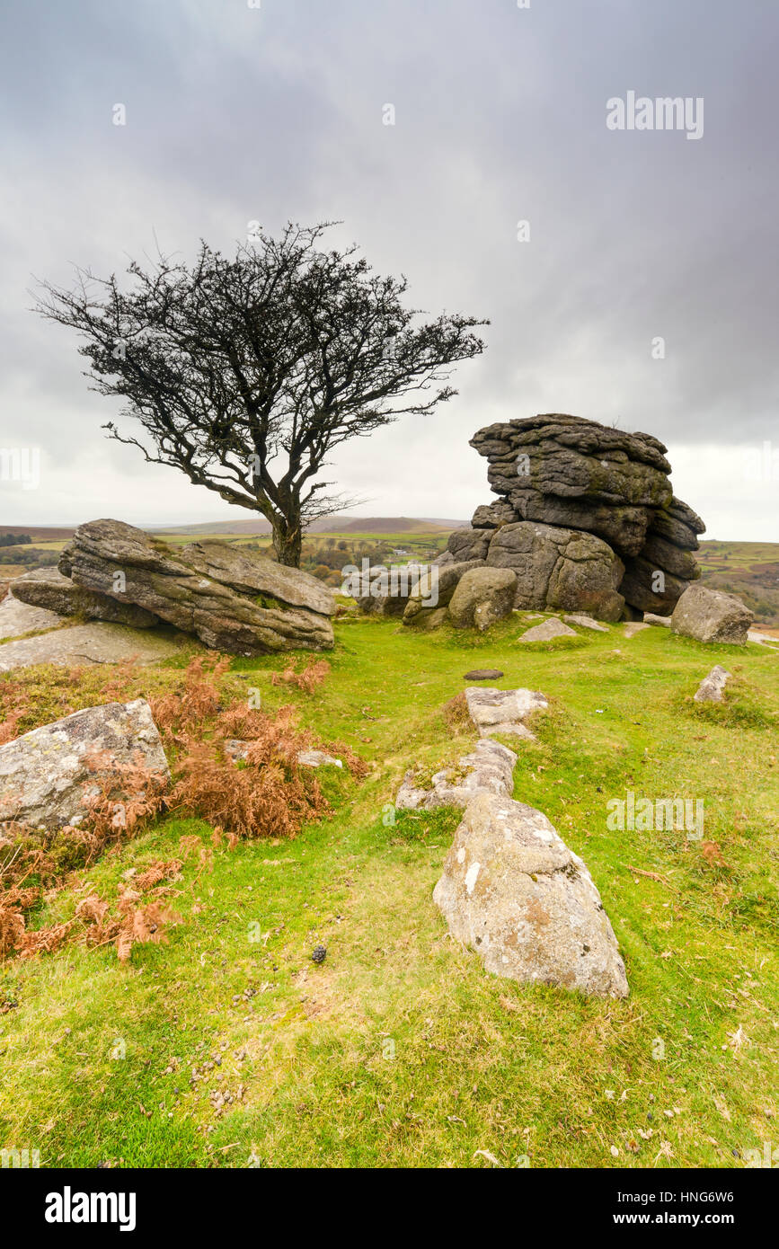 Aubépine balayées par arbre et tor tor, Dartmoor à Howell Banque D'Images