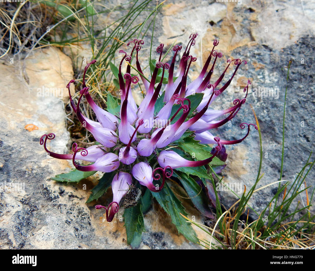 Physoplexis comosa (griffe du diable), une rare Fleur alpine Banque D'Images