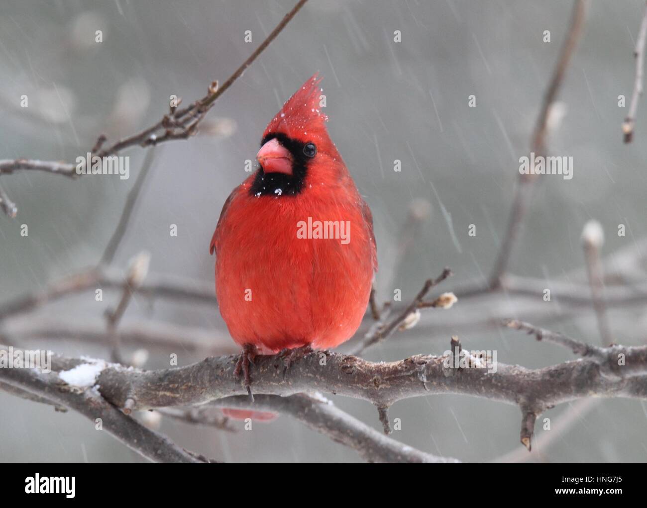 Un rouge lumineux cardinal rouge (Cardinalis cardinalis) à l'abri dans les branches d'arbres lors de la tempête Banque D'Images