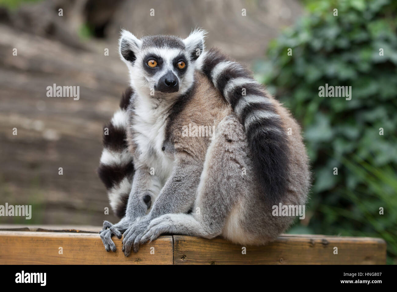 Untitled document (Lemur catta). Banque D'Images