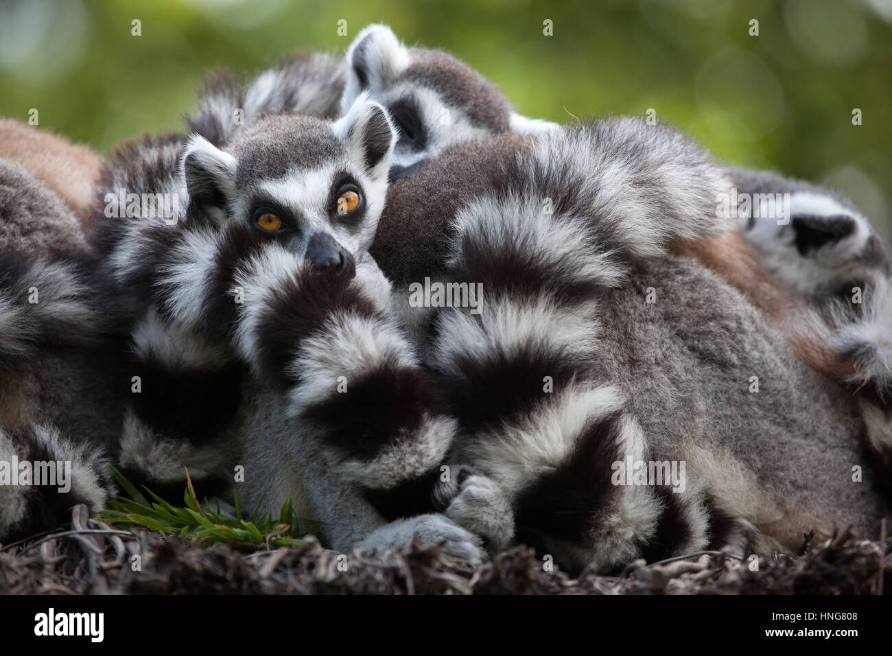 Untitled document (Lemur catta) à la Fleche Zoo dans la vallée de la Loire, France. Banque D'Images