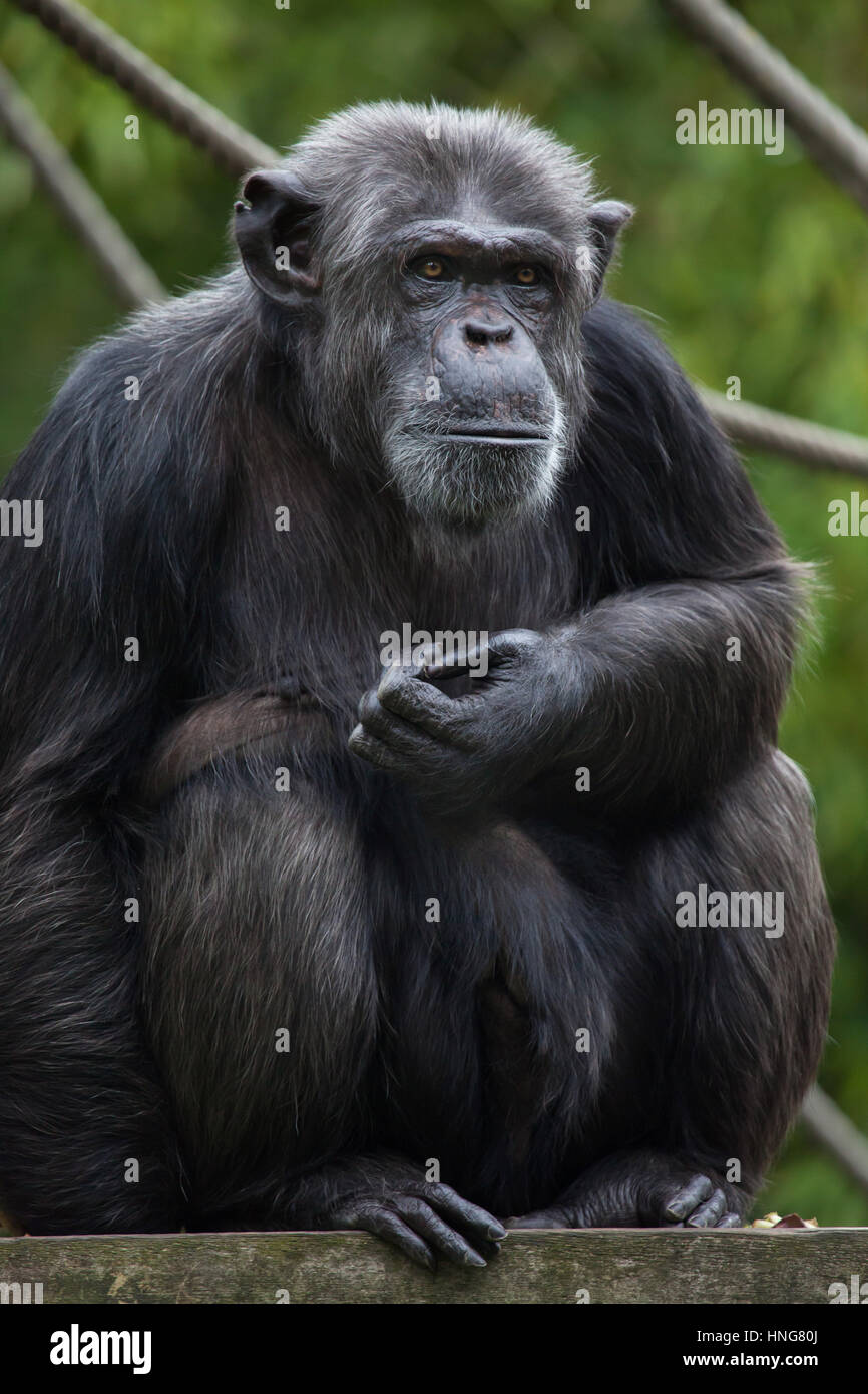 (Pan troglodytes chimpanzé commun), également connu sous le nom de chimpanzé robuste à La Fleche Zoo dans la vallée de la Loire, France. Banque D'Images