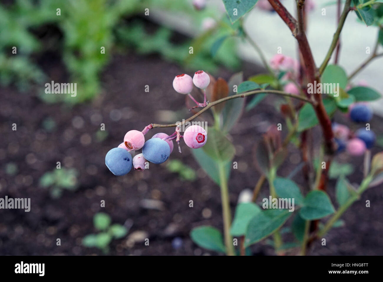 Les bleuets sur un buisson dans le jardin familial Banque D'Images