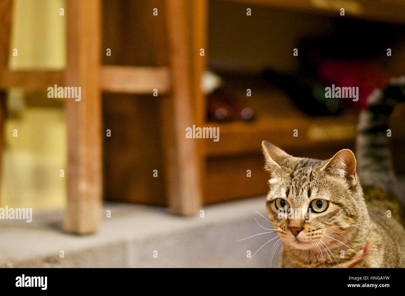 Chat mettant en vedette Banque de photographies et d’images à haute