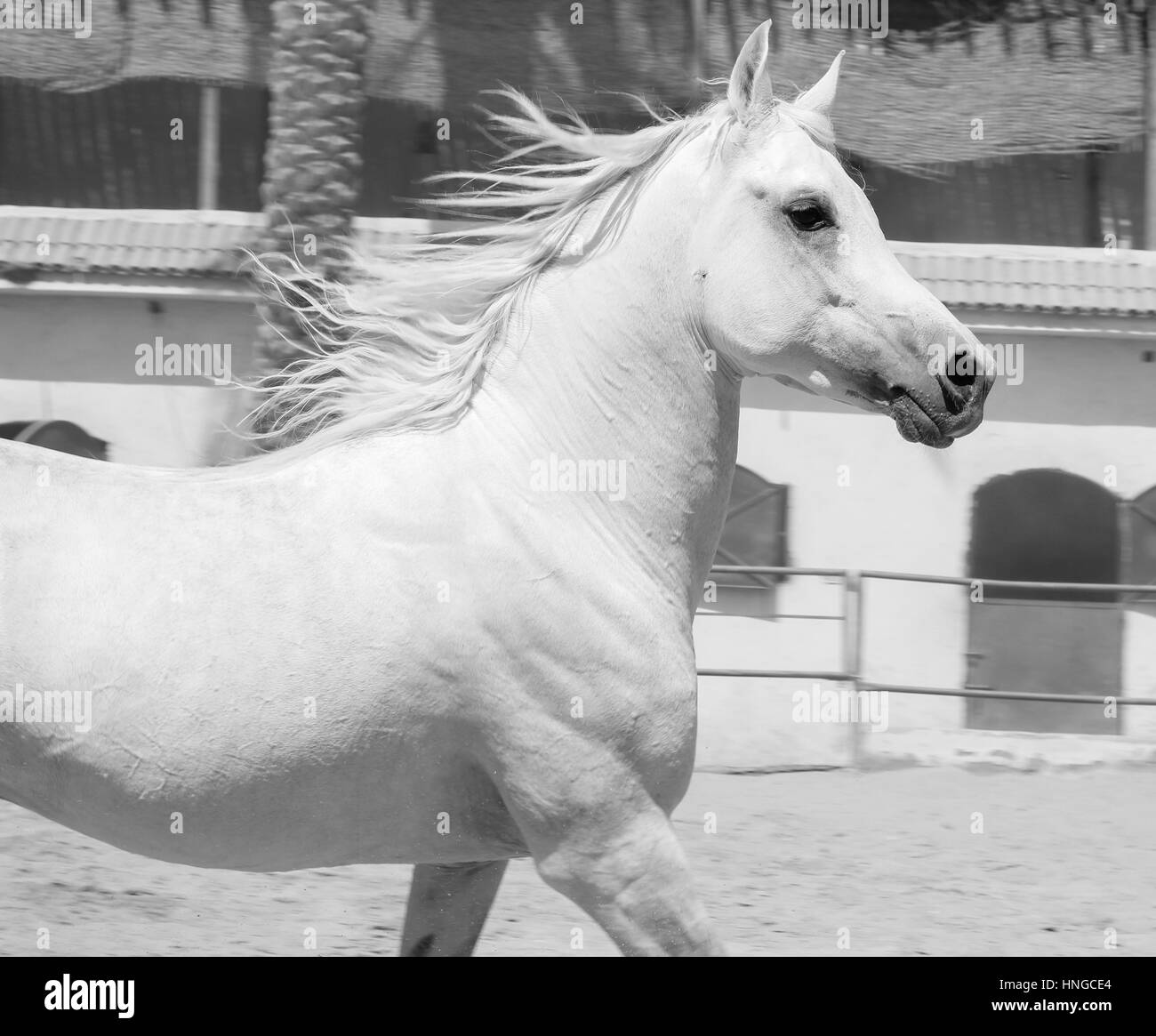 Cheval Arabe dans un ranch de sable/ Cheval Arabe d' dans un champ de sable à sunny day Banque D'Images