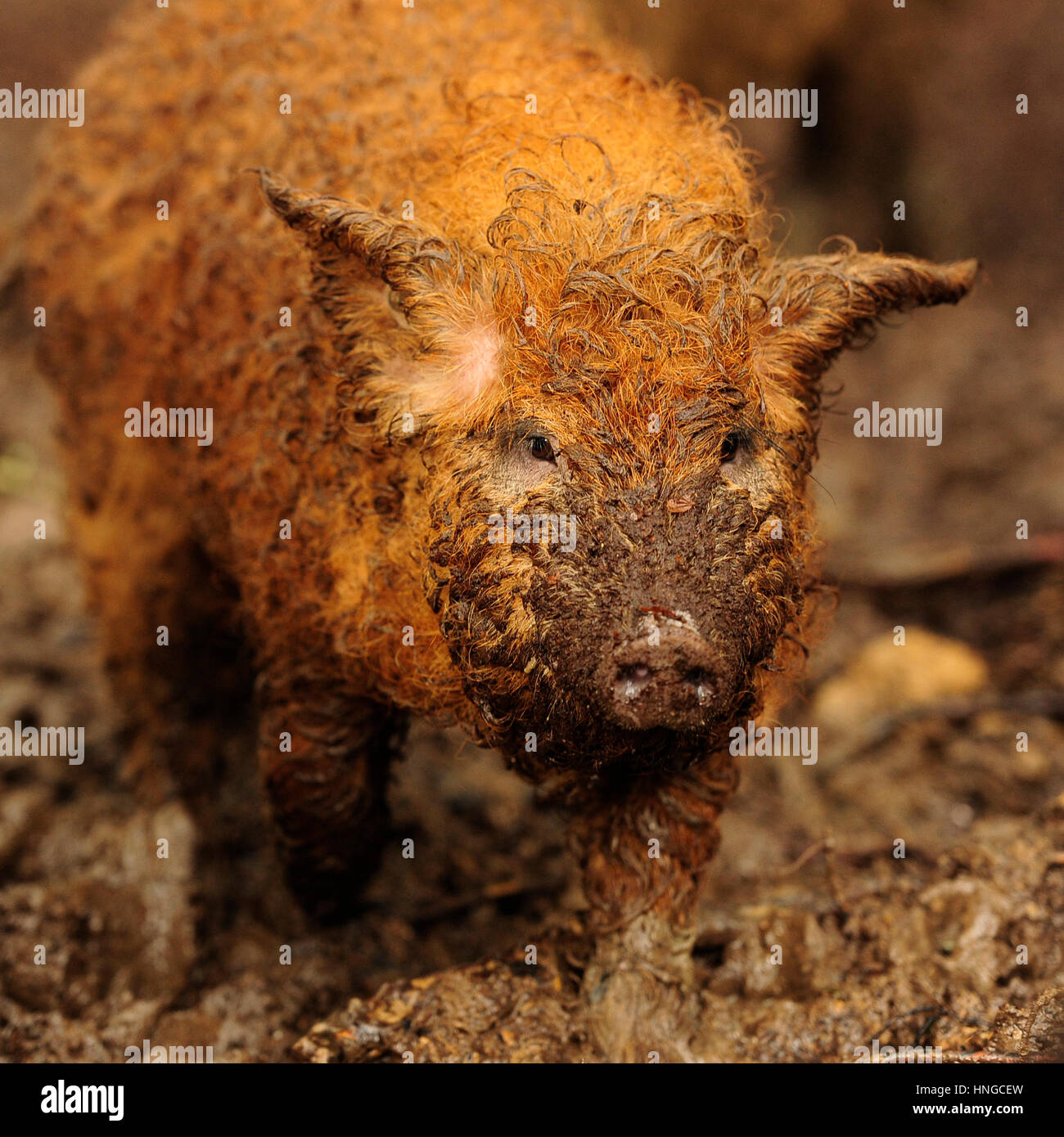 Cochon De Mangalitsa Banque D Image Et Photos Alamy