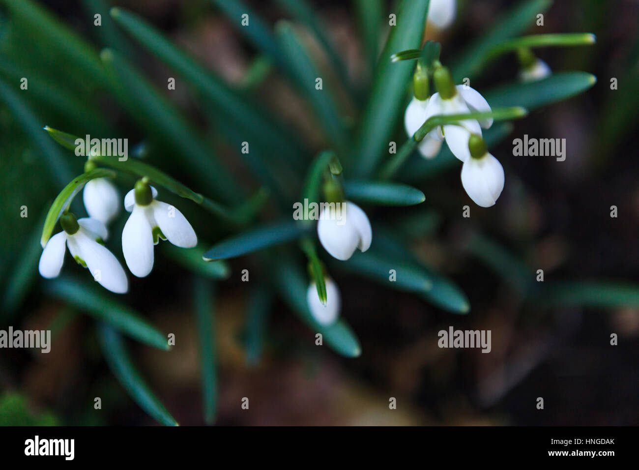 Grappe de perce-neige (Galanthus nivalis) en plongée des jardin Banque D'Images