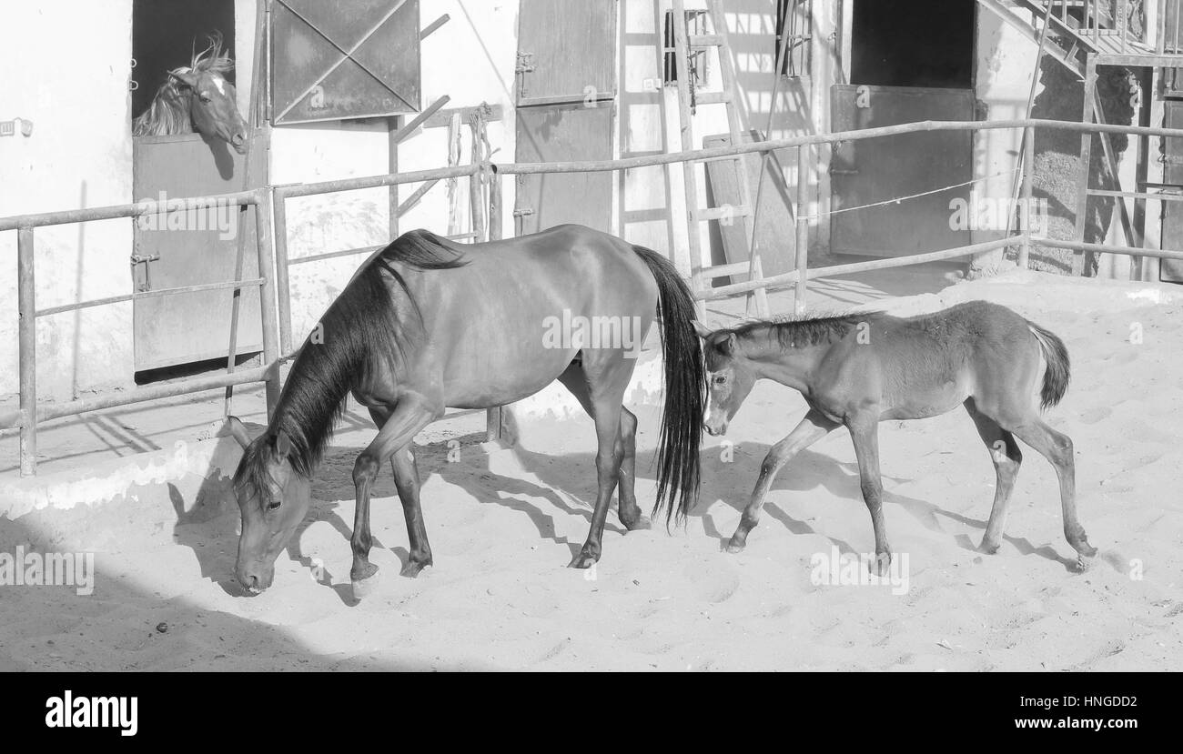 Cheval Arabe dans un ranch de sable/ Cheval Arabe d' dans un champ de sable à sunny day Banque D'Images