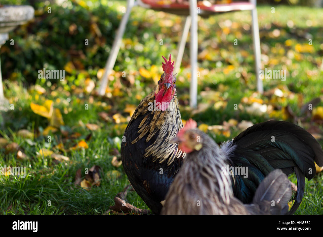 Poulet dans le jardin Banque de photographies et d’images à haute résolution Alamy
