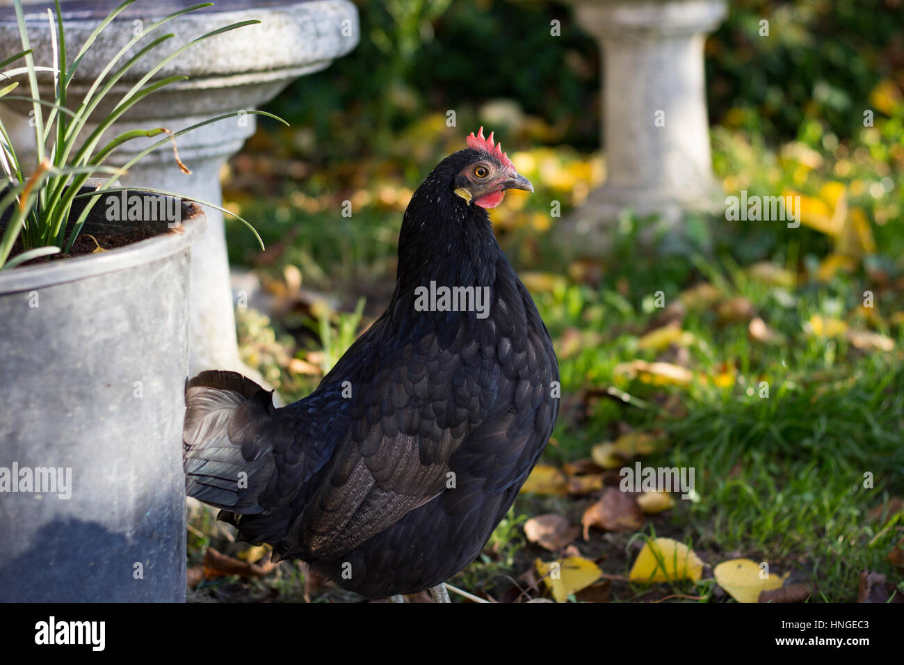 Poulet dans le jardin Banque de photographies et d’images à haute résolution Alamy