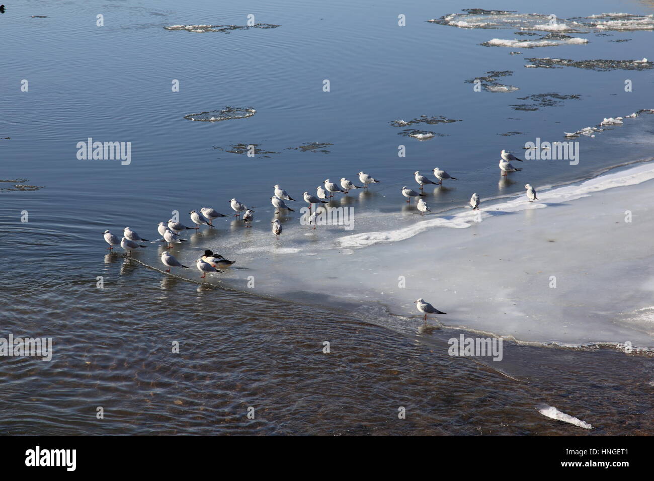 Mouettes assis sur la glace sur le fleuve de Danube à Deggendorf en froid hiver 2017 avec la glace flottante , Bavière Allemagne, Europe. Photo par Willy Matheisl Banque D'Images