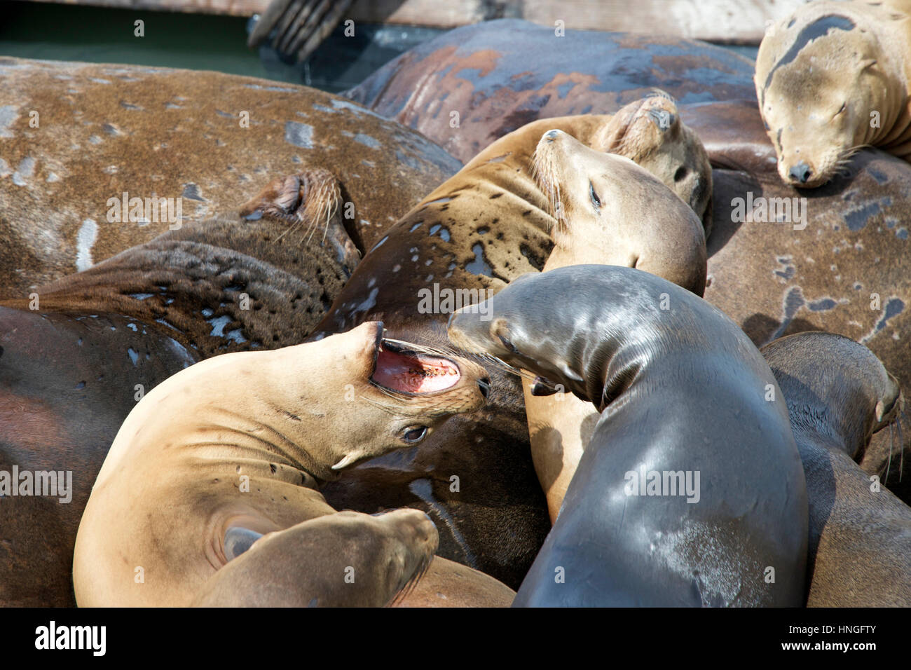 Les Lions de mer transportant sur des quais de San Francisco. Dormir sur le dessus de l'autre. Certains estimant les uns avec les autres Banque D'Images