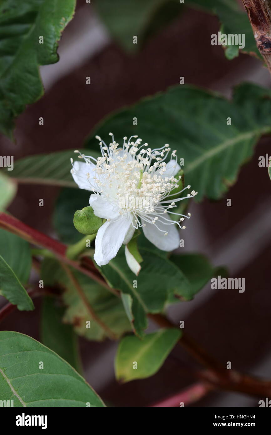 Close up fleur de goyave Psidium guajava ou connu sous le nom de Banque D'Images