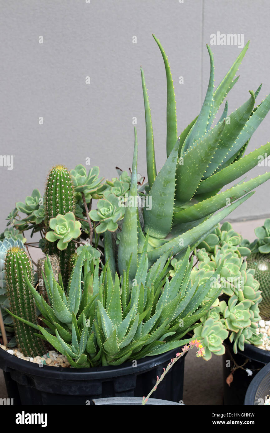 Variétés de cactus et succulentes poussant dans un pot Banque D'Images