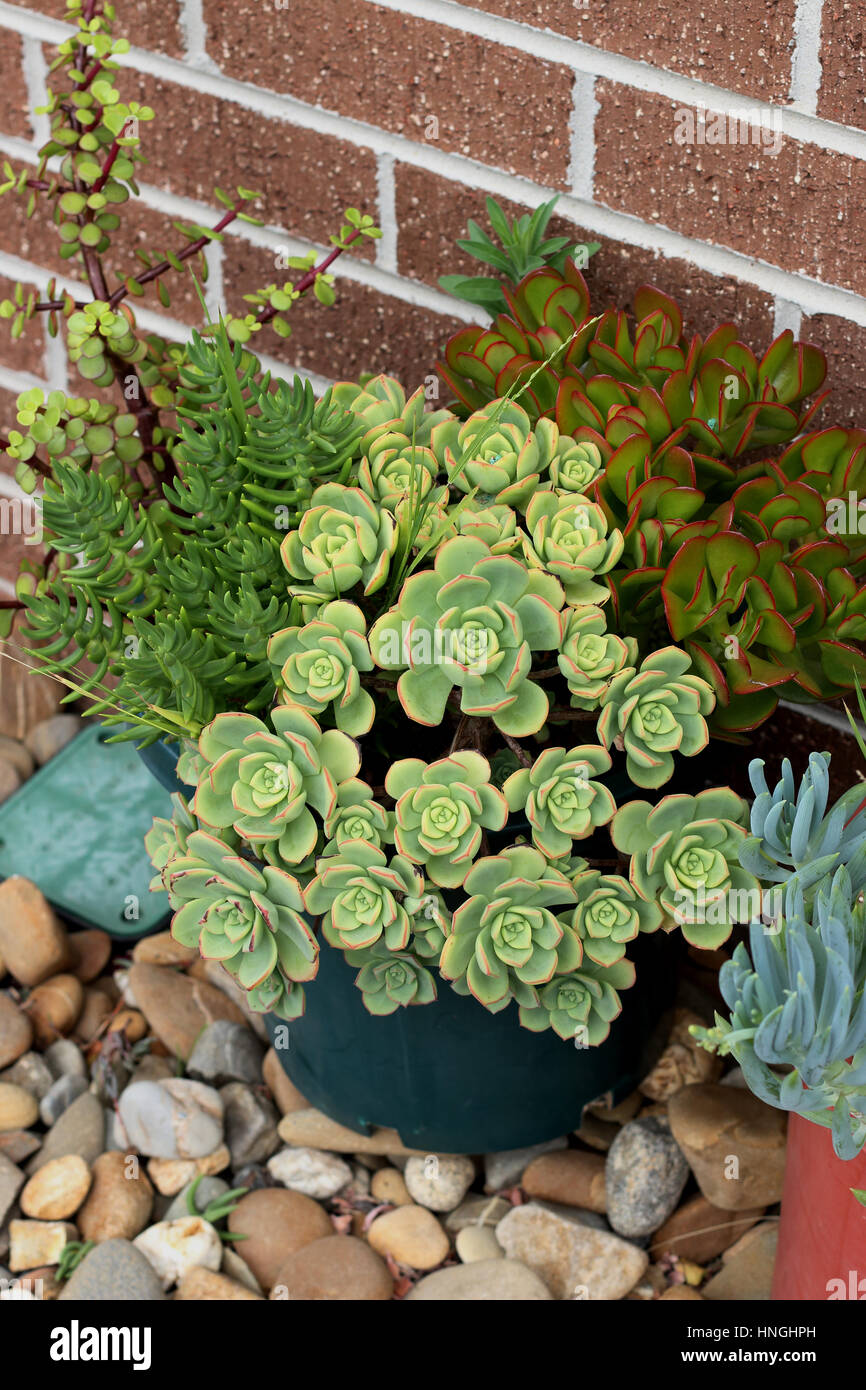 Plantes grasses mixtes tels que Aeonium haworthii, Jade pna,t argent plante poussant dans un pot contre un mur de briques Banque D'Images