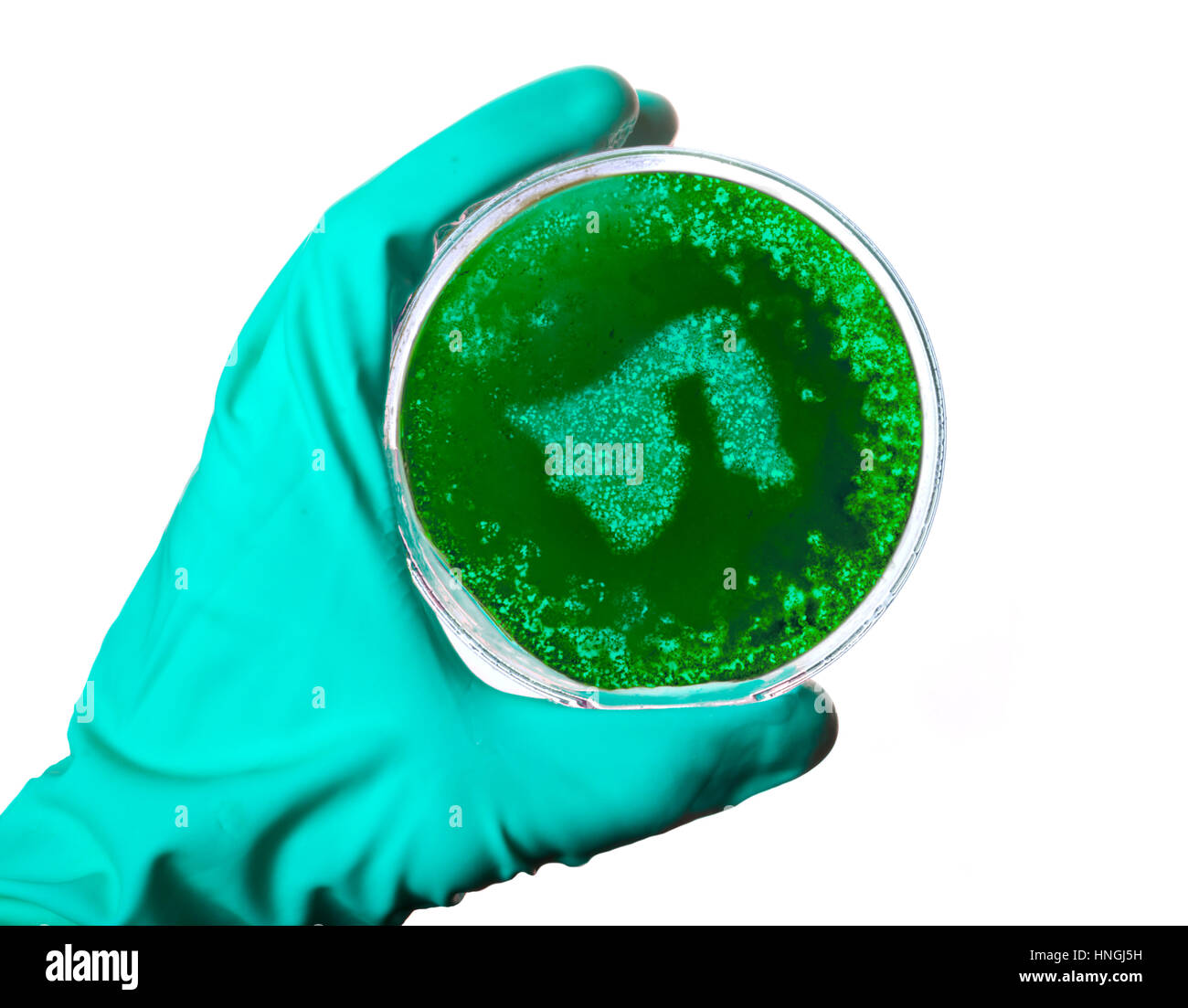 Un scientifique tenant une boîte de pétri avec les germes dans la forme du Brunéi.(série) Banque D'Images