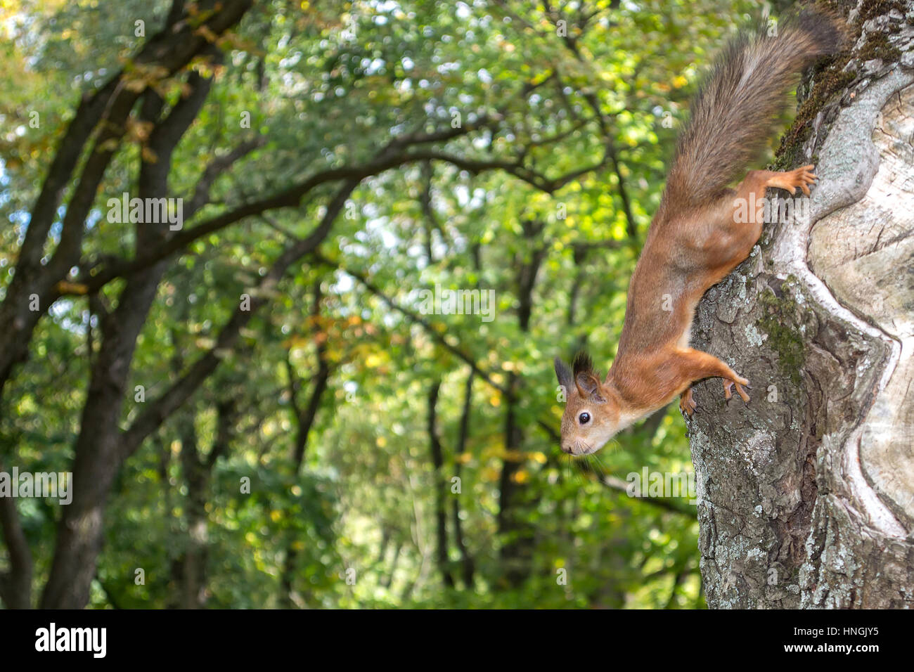 Squirrel sur un arbre dans le parc Banque D'Images